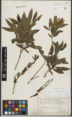 Foto von Salix purpurea L. x Salix viminalis L.